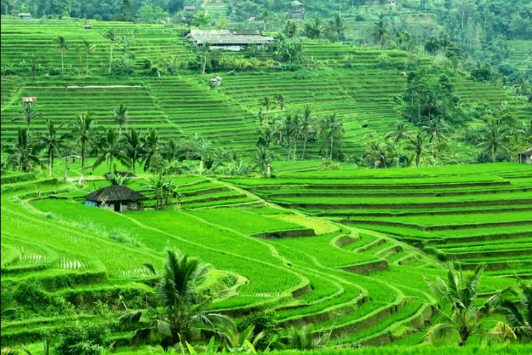 Subak Jatiluwih Bali Wisata Irigasi Sawah Bali Yang Masuk Unesco