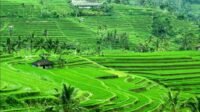Subak Jatiluwih Bali