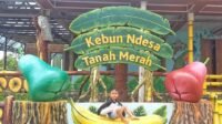 Kebun Ndesa Tanah Merah